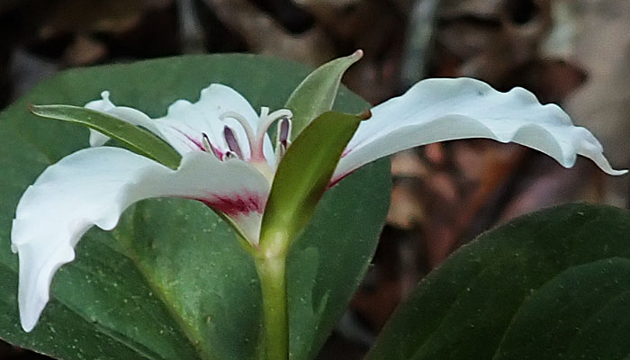 Painted Trillium, Trillium undulatum, flower, sideview