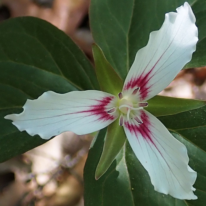 Painted Trillium - Trillium undulatum - flower