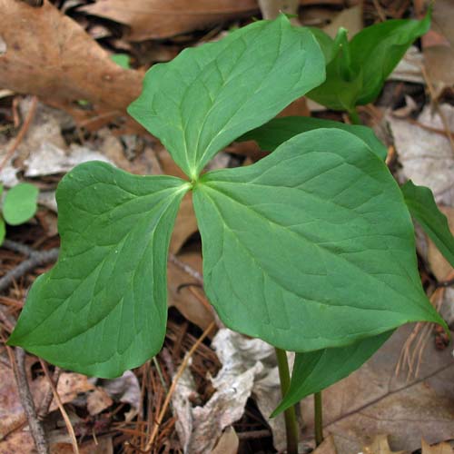 Red Trillium, Trillium erectum, leaves