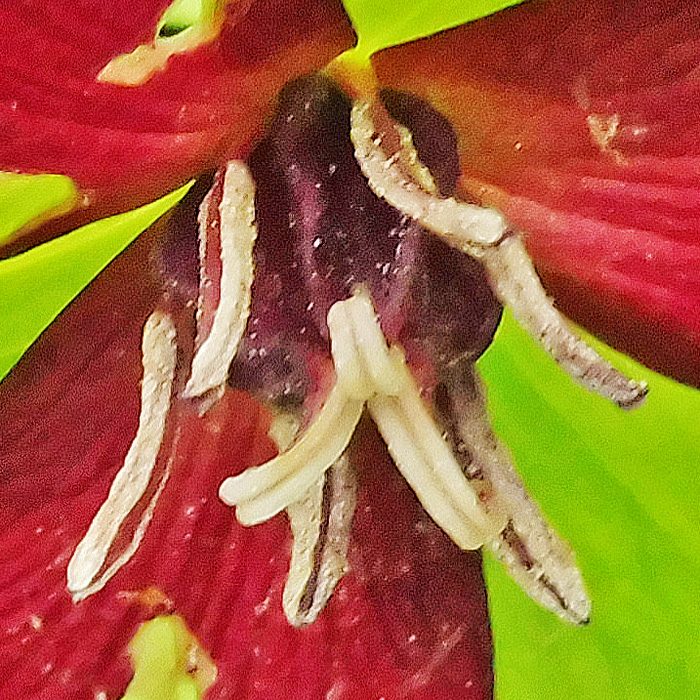 Red Trillium, Trillium erectum, flower: closeup: stigma,  anther