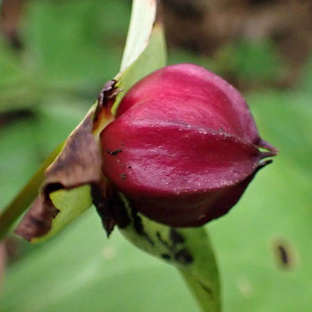 Red Trillium, Trillium erectum, fruit