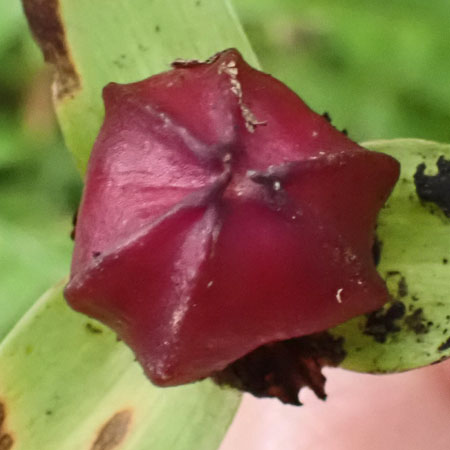 Red Trillium, Trillium erectum, fruit