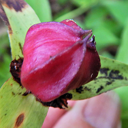 Red Trillium, Trillium erectum, fruit
