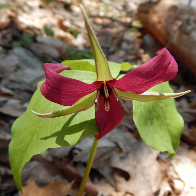 Red Trillium - Trillium erectum - flower