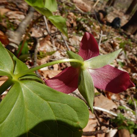 Red Trillium, Trillium erectum, flower, , pedicel