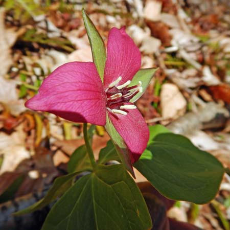 Red Trillium, Trillium erectum, flower, pedicel