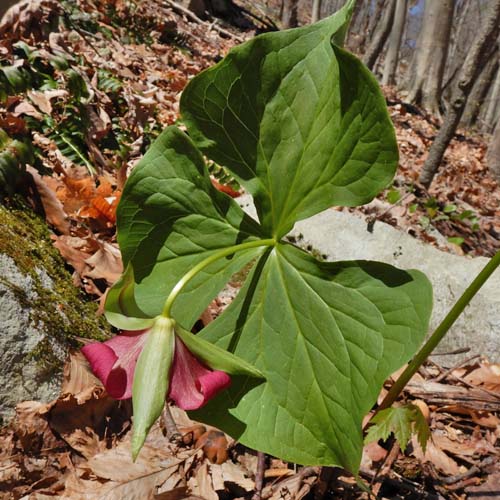 Red Trillium, Trillium erectum, leaves
