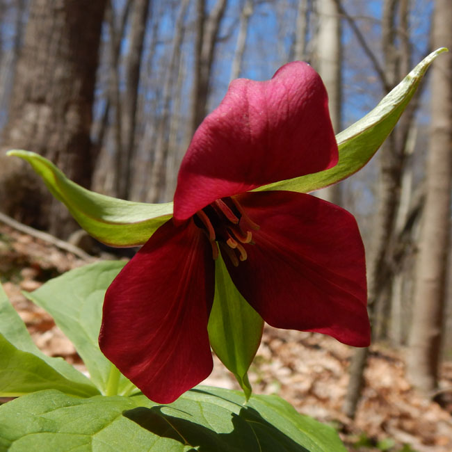 Red Trillium - Trillium erectum - flower
