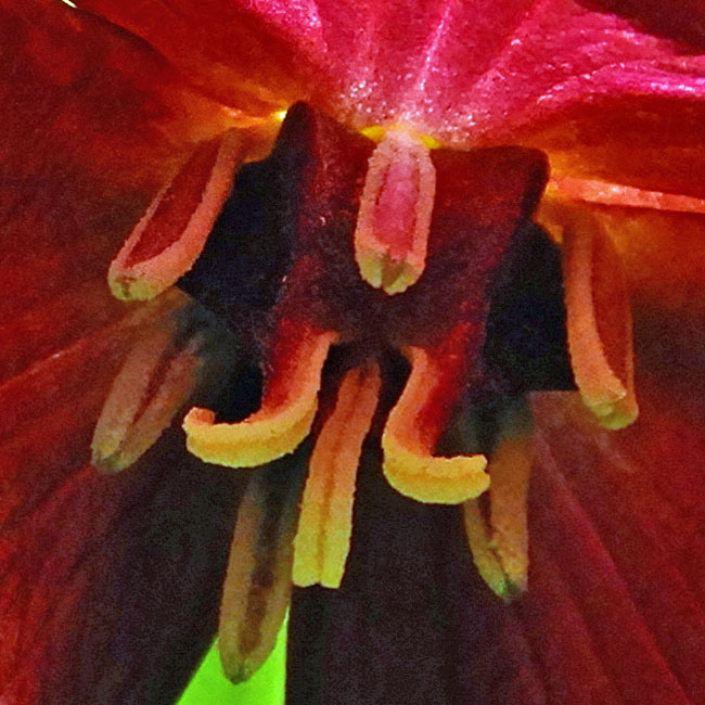 Red Trillium, Trillium erectum, flower: closeup: pistil, stamen, stigma, anther
