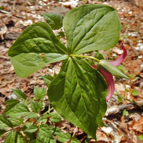 Red Trillium, Trillium erectum, leaves