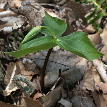 Red Trillium, Trillium erectum, Young plant with flower bud