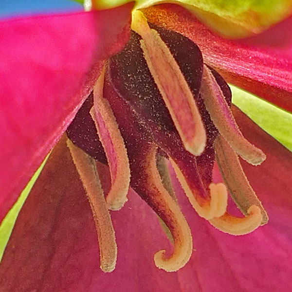 Red Trillium, Trillium erectum, flower: closeup: pistil, stamen, stigma, anther