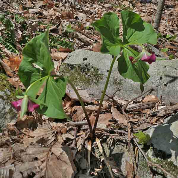 Red Trillium, Trillium erectum, plant