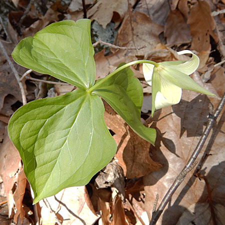 Red Trillium white variety, Trillium erectum var. album, flower, pedicel
