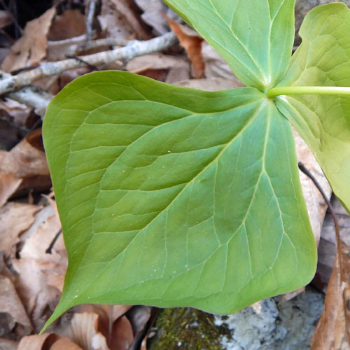 Red Trillium white variety, Trillium erectum var. album, leaves