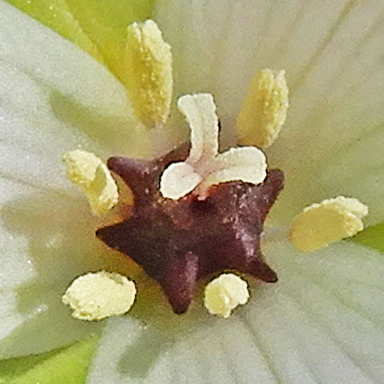 Red Trillium white variety, Trillium erectum var. album, flower: closeup: pistil, stamen, stigma, anther