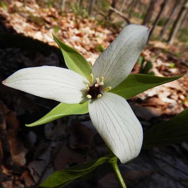 Trillium erectum forma luteum (White form of Red Trillium)