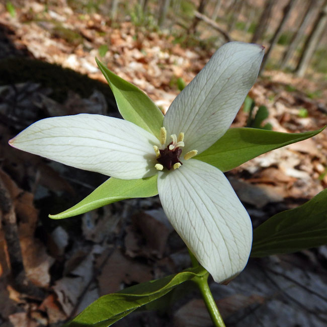 Red Trillium white variety - Trillium erectum var. album - flower