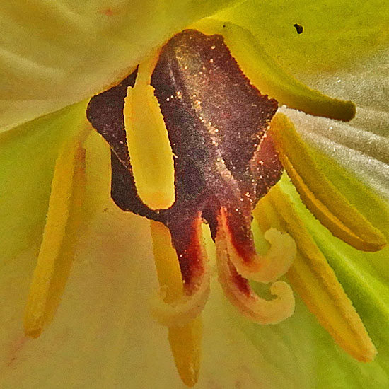 Red Trillium white variety, Trillium erectum var. album, flower: closeup: pistil, stamen, stigma, anther
