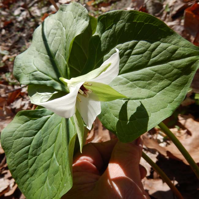 Red Trillium white variety - Trillium erectum var. album - flower
