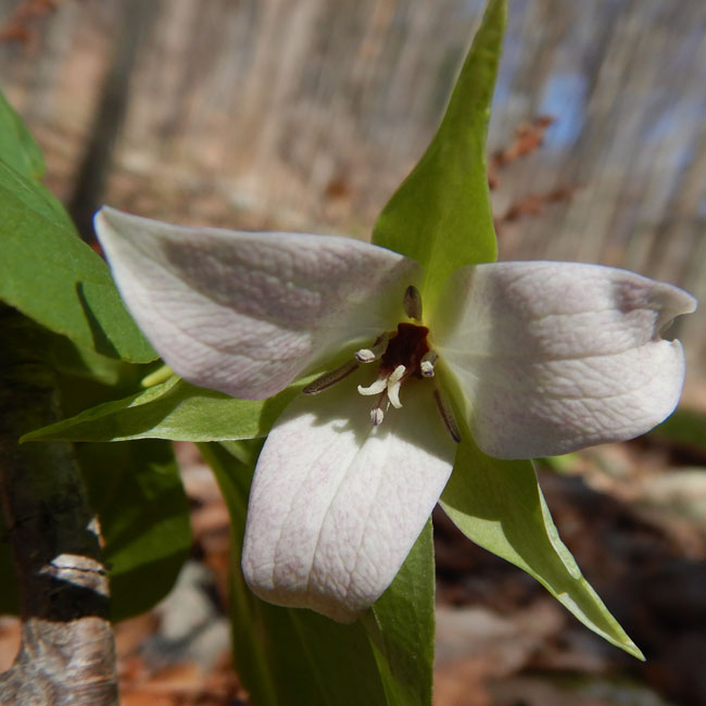 Red Trillium white variety - Trillium erectum var. album - flower