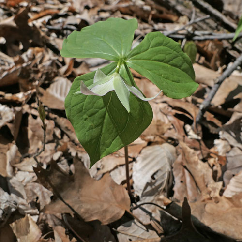 Red Trillium white variety, Trillium erectum var. album, Young plant with flower bud
