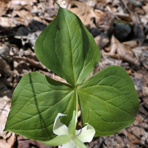 Red Trillium white variety, Trillium erectum var. album, leaves