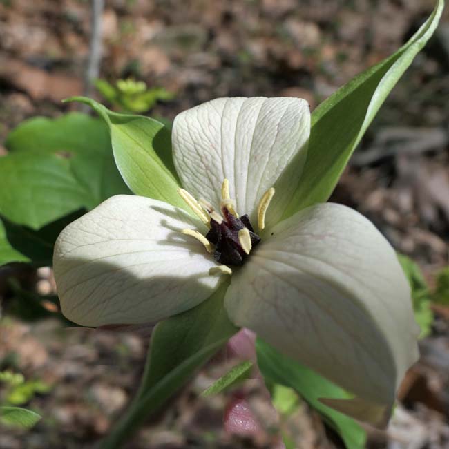 Red Trillium white variety - Trillium erectum var. album - flower