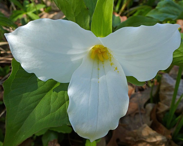 Great White Trillium - Trillium grandiflorum - flower