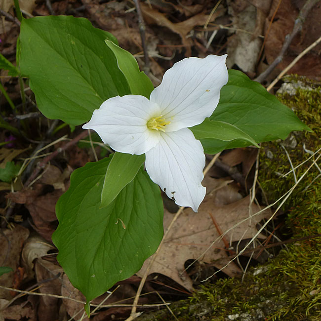 Great White Trillium - Trillium grandiflorum - flower