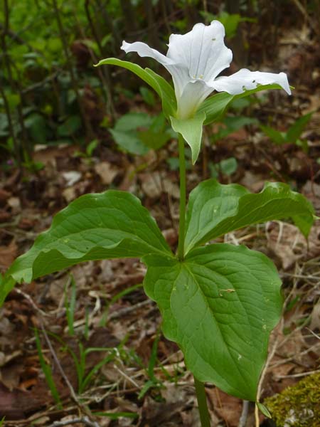 Great White Trillium, Trillium grandiflorum, plant: single stem with flower and leaves