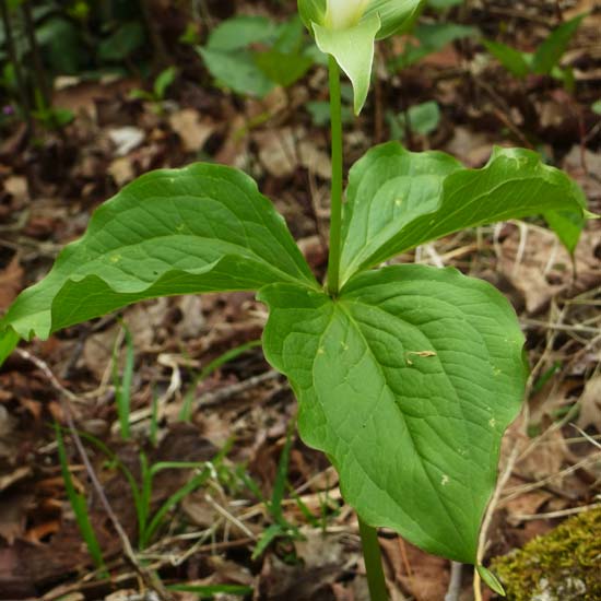 Great White Trillium, Trillium grandiflorum, leaves