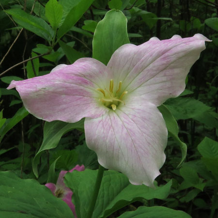 Great White Trillium, Trillium grandiflorum, pinkish flower