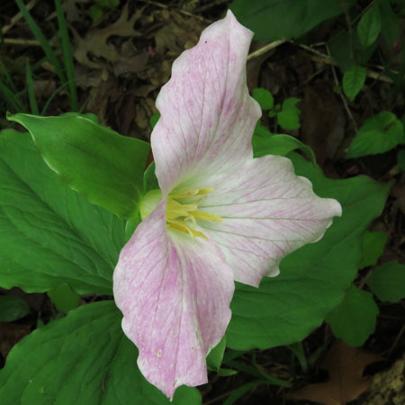 Great White Trillium, Trillium grandiflorum, pinkish flower