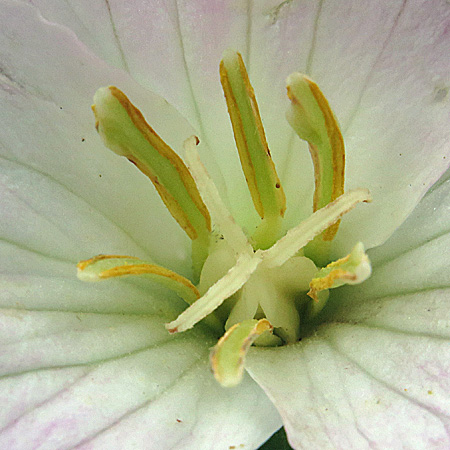 Great White Trillium, Trillium grandiflorum, flower: closeup: pistil stamen
