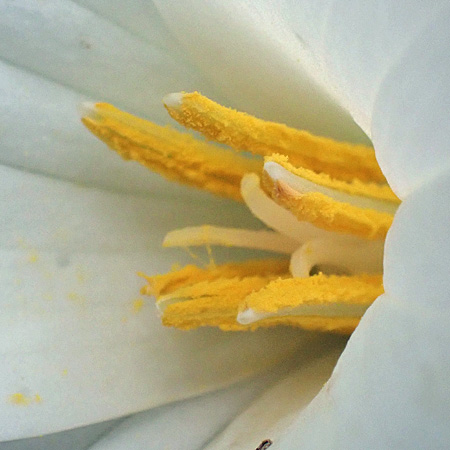 Great White Trillium, Trillium grandiflorum, flower: closeup: stigma,  anther