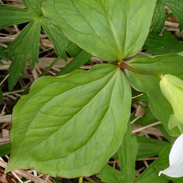 Great White Trillium, Trillium grandiflorum, leaves