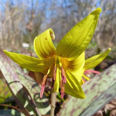Trout Lily - Erythronium americanum