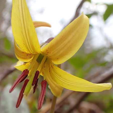 Erythronium americanum - Trout Lily  - flower