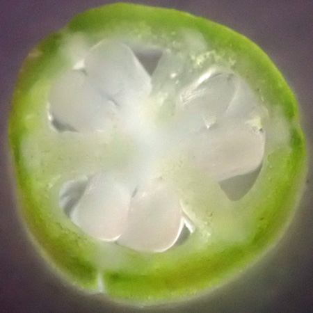 Erythronium americanum - Trout Lily  - flower anther close up