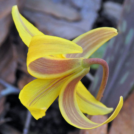 Erythronium americanum - Trout Lily  - flower