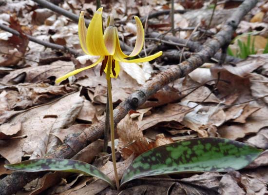 Erythronium americanum - Trout Lily  - fruit