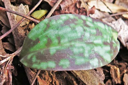 Erythronium americanum - Trout Lily  - fruit