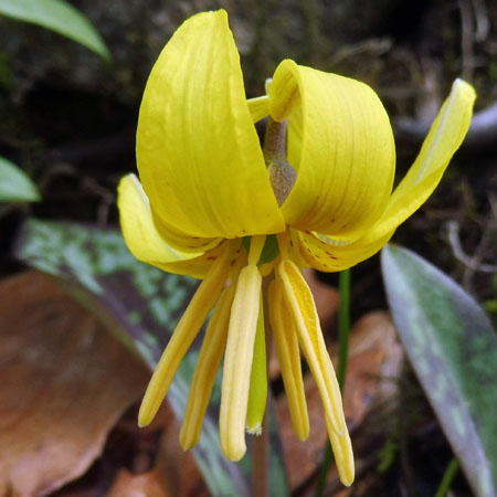 Erythronium americanum - Trout Lily  - flower