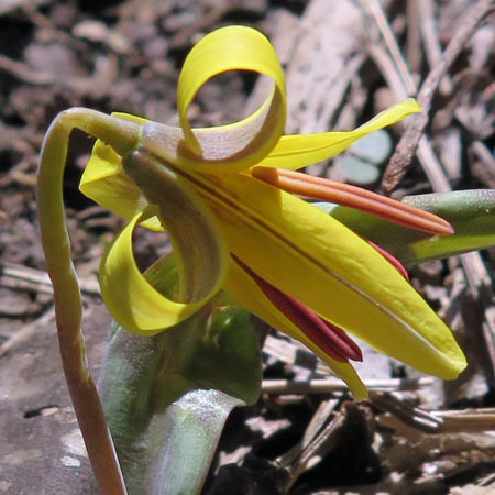 Erythronium americanum - Trout Lily  - flower