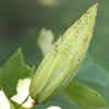 <i>Liriodendron tulipifera</i> ( Tulip tree ) - Fruit