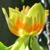 <i>Liriodendron tulipifera</i> ( Tulip tree ) - The flowers are large, about 2 inches.  However, mature trees have very few lower branches and the flowers way up are obscured by the leaves that are already out.