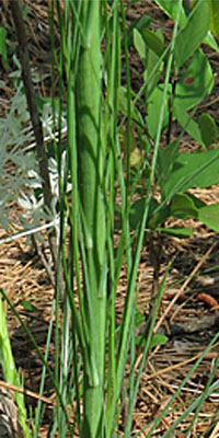 Xerophyllum asphodeloides - Turkeybeard - Stem leaves