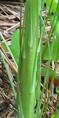 Xerophyllum asphodeloides - Turkeybeard - Stem leaves