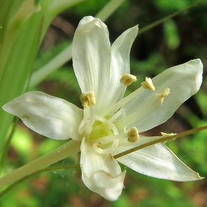 Xerophyllum asphodeloides - Turkeybeard - Flower showing stamens and recurved stigmas